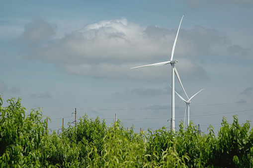 Wind turbines with big rotor blades generate clean energy for farms among growing plants. Windmills produce alternative form of energy on windfarm