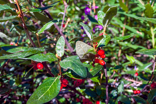 Red Berries near Emerald Lake, BC.