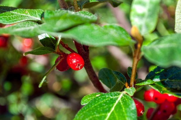 istock Wild Red Berries Canadian Rockies 2078368215