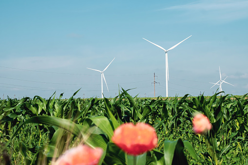 Windmills with rotor blades produce electricity on cornfield with bright flowers facing sun. Wind turbines generate alternative energy