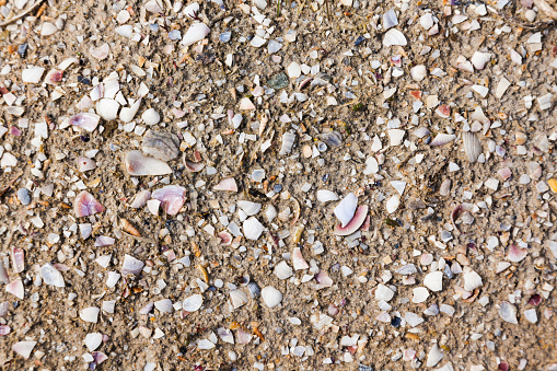 Wet sand with broken small seashells, top view, close-up.