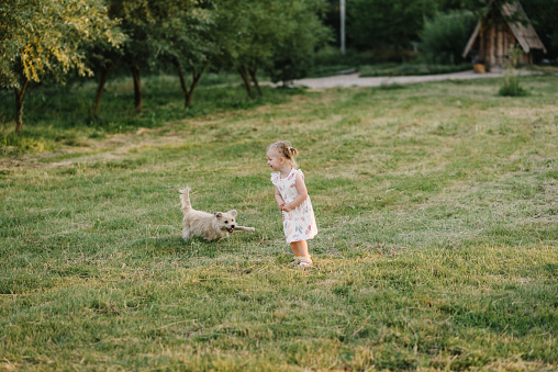 Little happy girl walking with a dog in field at sunset. Child play with dog in nature. Kid playing with a dog on green grass in summer time. Childhood and development. Family day on spring vacation.