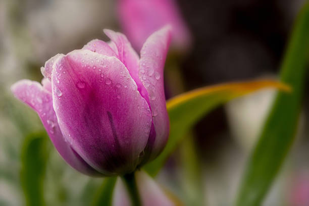 Typical Dutch flowers, in all colors and even with different shapes. You can find them in the tulip field in the Netherlands near Lisse