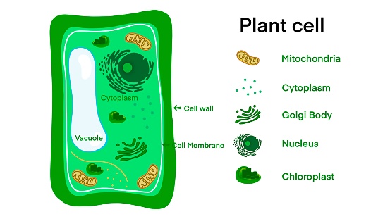 Plant cell anatomy, Illustration of the Plant cell anatomy structure, Common plant cell parts, Plant cell anatomy, biology science education school book concept microbiology organism scheme labels