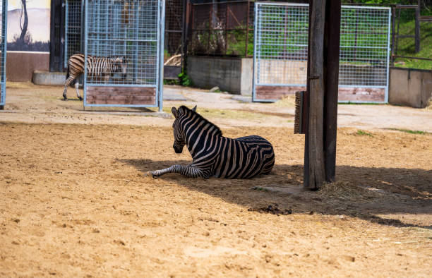 Zebra lies on the sand in the shade