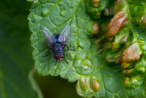 Detail of a fly standing on green leaf