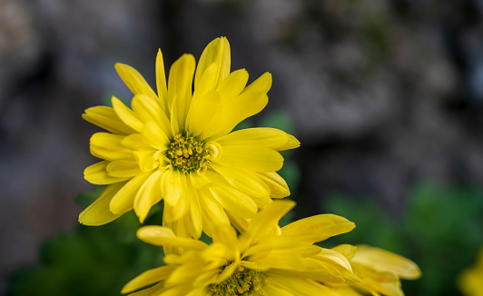 Yellow blooming flower of Helianthus plant with dark blurred background.