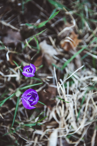 Crocus, plural crocuses or croci is a genus of flowering plants in the iris family. A single crocus, a bunch of crocuses, a meadow full of crocuses, close-up crocus, above