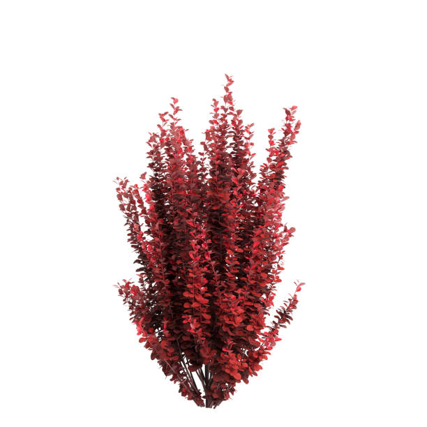 istock 3d illustration of Berberis thunbergii bush isolated on white background 2078391471