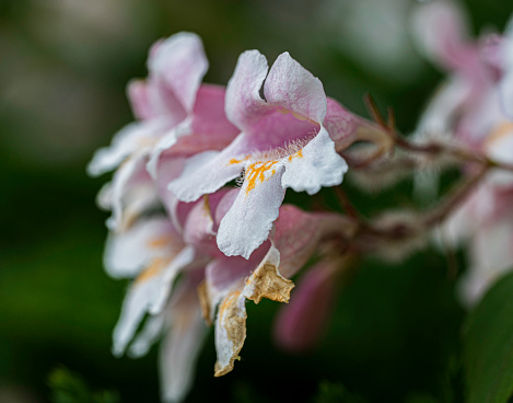 Detail of the pink and white flowers of the Kolkwitzia amabilis plant.