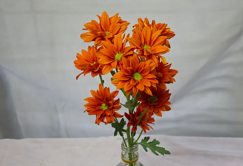 Gerbera flowers vor selling on  market