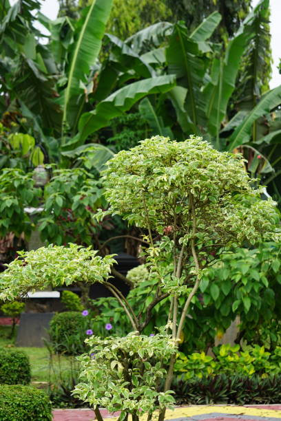 styrax japonica variegata leaves with a natural background - acer japonica stock-fotos und bilder