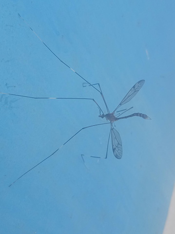 mosquito on blue wall