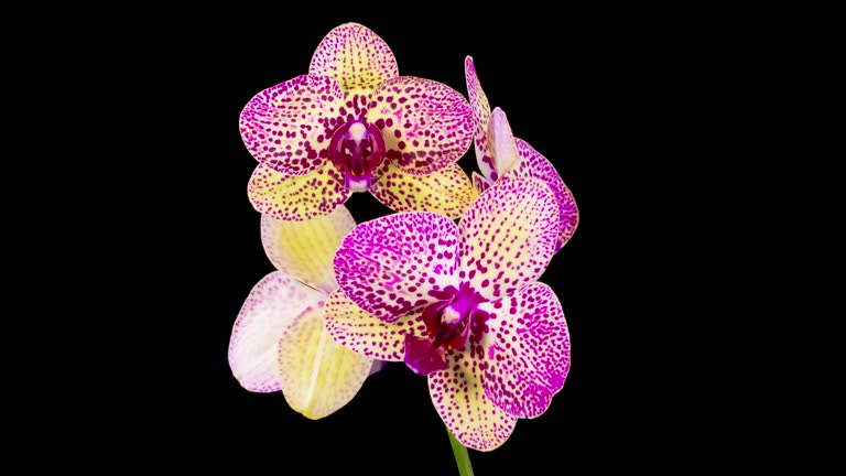 Blooming Red Orchid Phalaenopsis Flower