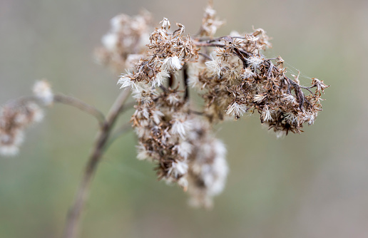 Close-up of dry flower of Solidago plant with blurred background