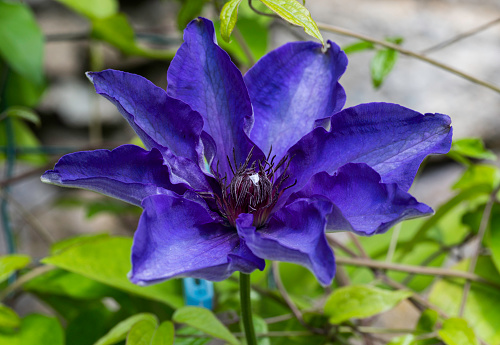 Close-up of a blue Clematis plant flower with a blurred background.