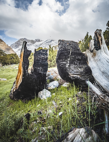 Blackened, charred remains of a burnt tree in the Fan Mountains in Tajikistan