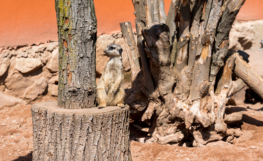 Meerkat sits on a wooden trunk