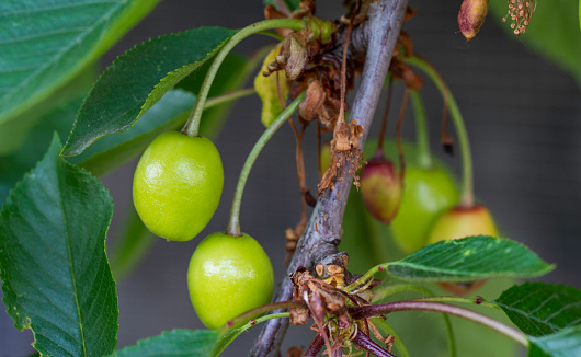 Close-up of green cherry fruits hanging on a twig between leaves.