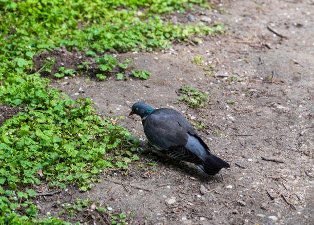 istock Pigeon walks on the ground with green plants 2078448256
