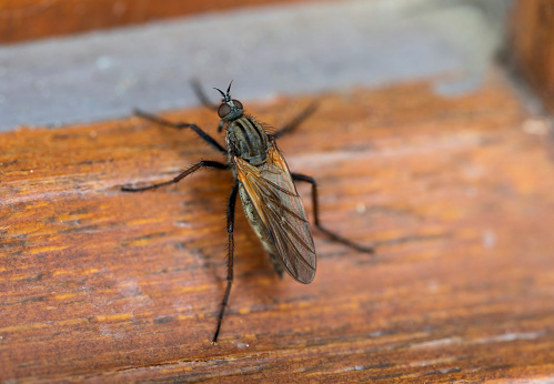 Detail of a fly standing on the ground