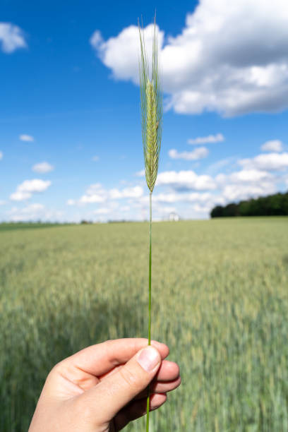 Hand with a green growing rye in the farm field in spring