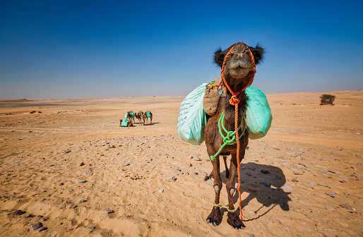 Dromedary on White Desert National Park of Western Sahara in Egypt - Northern Africa