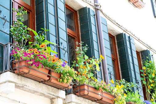 Venice, Veneto - Italy - 06-09-2021: Vibrant flowers adorn a balcony against Venetian window shutters