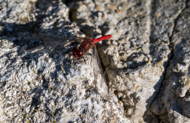 Detail of a red dragonfly standing on a rock. Blurred background.
