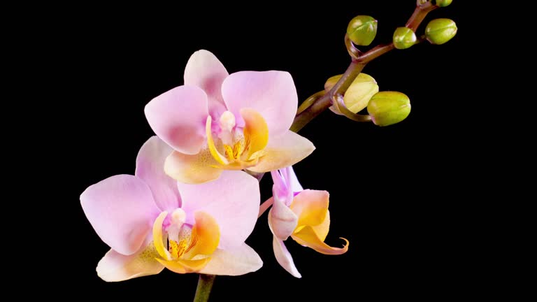 Opening Beautiful Pink Orchid Phalaenopsis Flower