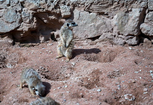 two sitting natural marmots, meerkats look out of the burrow. Curious european suslik posing to photographer. little sousliks observing