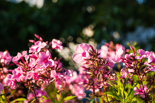 Pink phlox blooming outdoors against green foliage in summer in windy day