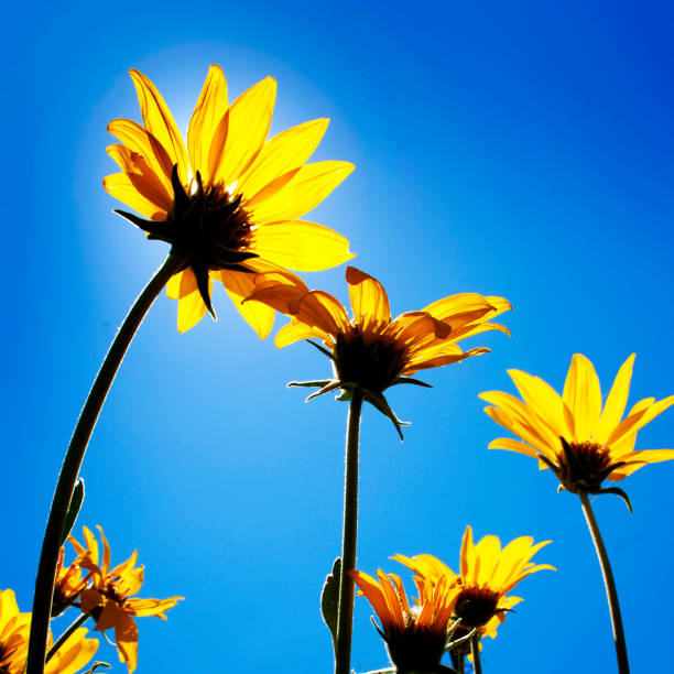 Yellow flower background from chrysanthemum