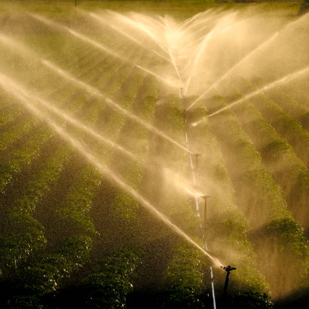 istock Field on Farm with Sprinklers Spraying Water Backlit by Sunlight 2078469509