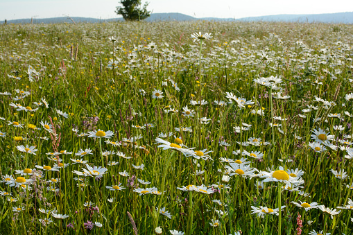 Many Marguerite on a meadow in green nature