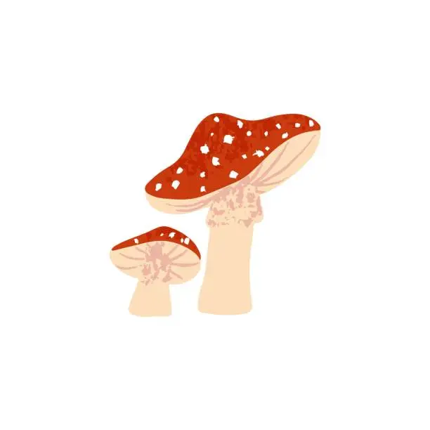 Vector illustration of Fly agaric mushrooms. Amanita fungi composition. Poisonous inedible red cap fungus with dots. Forest plant, toadstool. Flat vector illustration of flyagaric isolated on white background