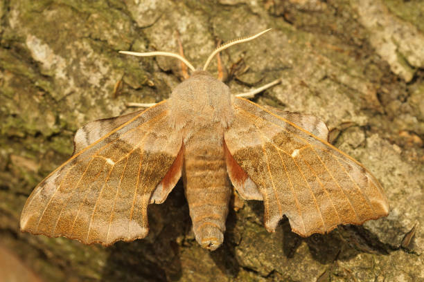 istock Closeup on a poplar hawk moth, Laothoe populi sitting on a tree-trunk 2078474004