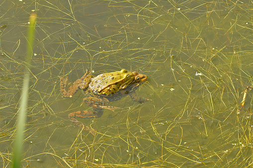 Closeup on a European pond frog , Phelophylax, floating in the vegetation