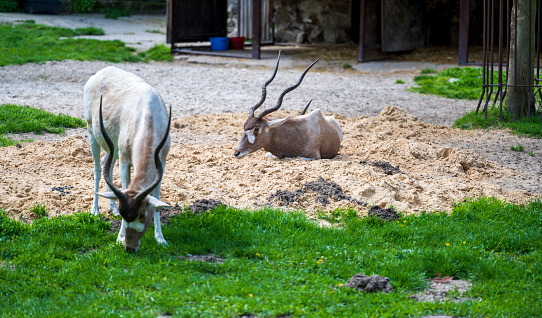 One Addax nasomaculatus lies in the sand and the other stands on the grass