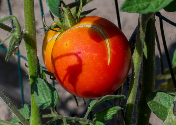 Red tomato on a plant bush. Blurred background.