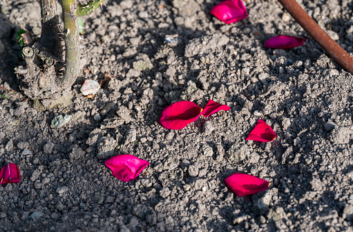 Red rose petals lie on the grey ground.