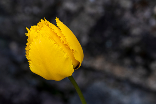 Detail of young yellow flower of the Tulipa plant