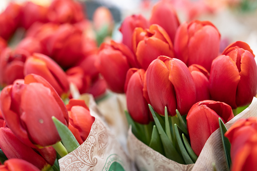 A bouquet of red tulips for sale in a shop.