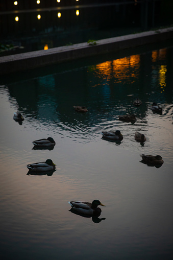 relaxing photo of Ducks at sunset background