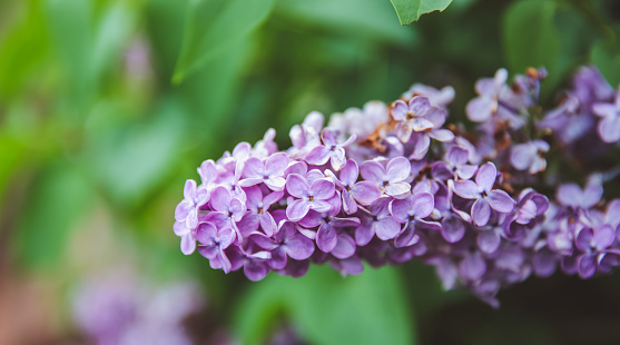 Sweet Lilac on the green background. Sweet Lilac. Lilac flowers. Green branch with spring lilac flowers