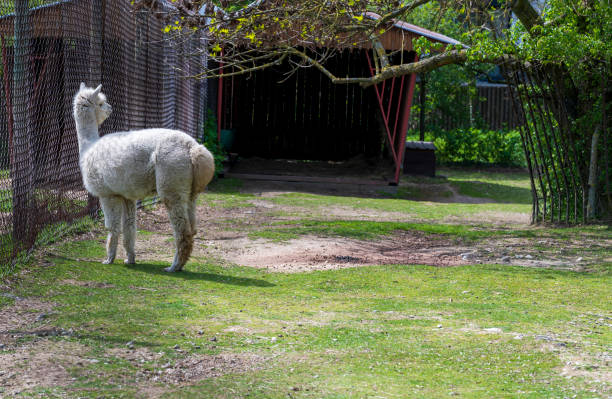 istock White llama is standing by the fence 2078495917