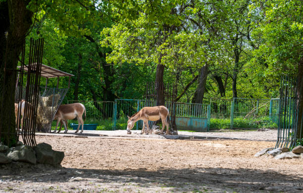 istock Turkmenian kulan feeds in the forest 2078496066