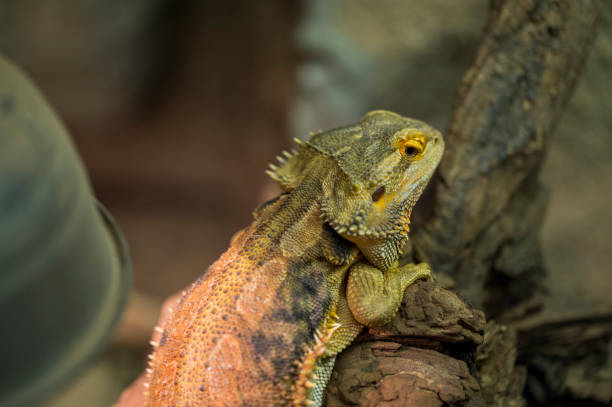 istock Pogona vitticeps lies on old dry trunk 2078496093