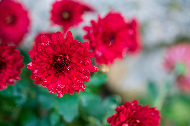 Red flower of Chrysanthemum plant with blurred background