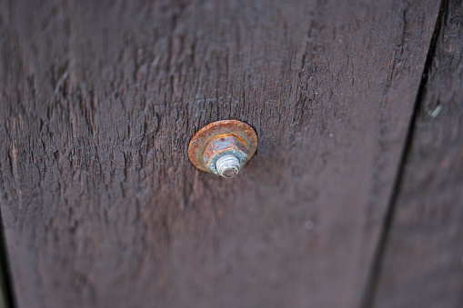 Rusty screw in dark brown wood.
